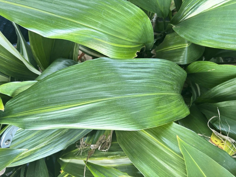 Cast iron plant leaves, green, clustered from rhizome