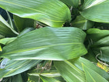aspidistra plant Cast iron  Bare Root With Rhizome  25-30Ó Hardy Easy Care Orchids