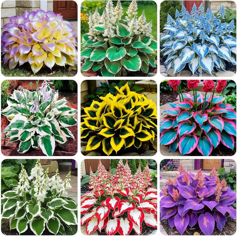 220+ Mixed Rare Hosta Seeds for Planting-Attract Pollinators Perennial Garden Garden Plants