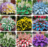 220+ Mixed Rare Hosta Seeds for Planting-Attract Pollinators Perennial Garden Garden Plants