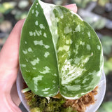 Scindapsus Argyraeus Variegated Jungle Plant Green Plant