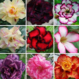 15 Adenium Obesum Mixed Color Seeds Desert Rose Bonsai Succulent Plant Rare Flowering Plants