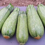 20+ GRAY ZUCCHINI SUMMER SQUASH FRESH FOR GARDENS Garden Plants