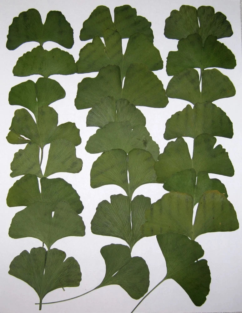 50 PCS Ginkgo Biloba Pressed Craft Leaves Flat and Green Nice Shapes Excellent Dried Flower