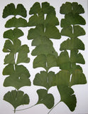 50 PCS Ginkgo Biloba Pressed Craft Leaves Flat and Green Nice Shapes Excellent Dried Flower