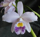 Orchids Laelia Cattleya Lc. Cornelis' Love ÔMy BeautyÕÑSELECT! Orchids