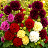 50 Double Hollyhock Seeds Mixed Colors Ð Tall Biennial Blooms for Cottage Garden Garden Plants