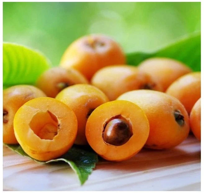 Japanese Loquat Tree Seeds - For 2026 Planting Eriobotrya Japonica Chinese Pipa Garden Plants