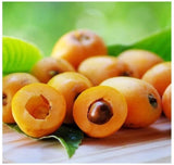 Japanese Loquat Tree Seeds - For 2026 Planting Eriobotrya Japonica Chinese Pipa Garden Plants
