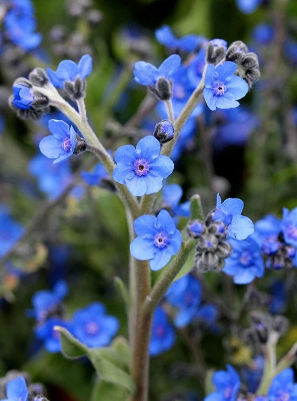 True Blue Forgetmenot seeds 100 organic seeds new crop Flowering Plants