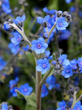 True Blue Forgetmenot seeds 100 organic seeds new crop Flowering Plants