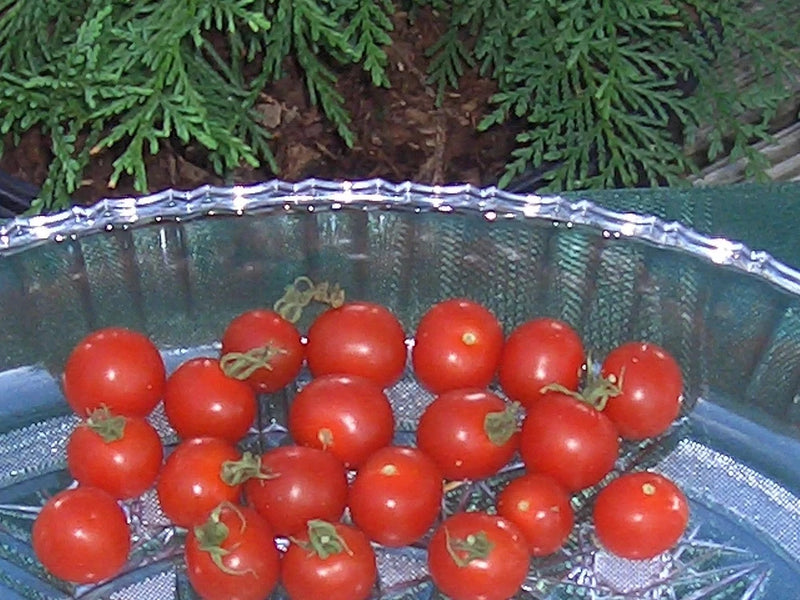 30 Texas Wild Cherry Heirloom Tomato Seeds & 20 Florida Dade Heirloom Tomatos Garden Plants