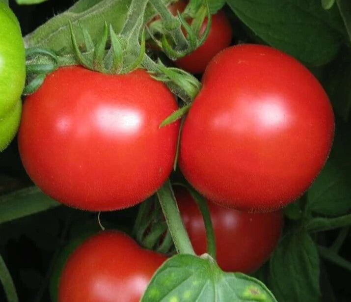 SUB ARCTIC PLENTY TOMATO SEEDS 50+ DETERMINATE VEGETABLE GARDEN FREE SHIPPING Garden Plants