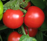 SUB ARCTIC PLENTY TOMATO SEEDS 50+ DETERMINATE VEGETABLE GARDEN FREE SHIPPING Garden Plants