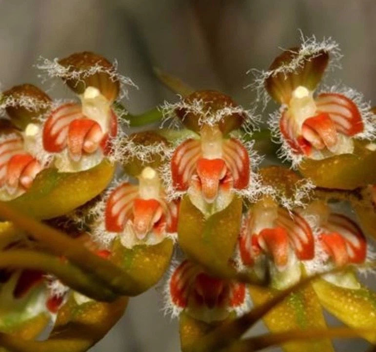 Orchid plant with clustered orange and white blooms and fuzzy fringed petals