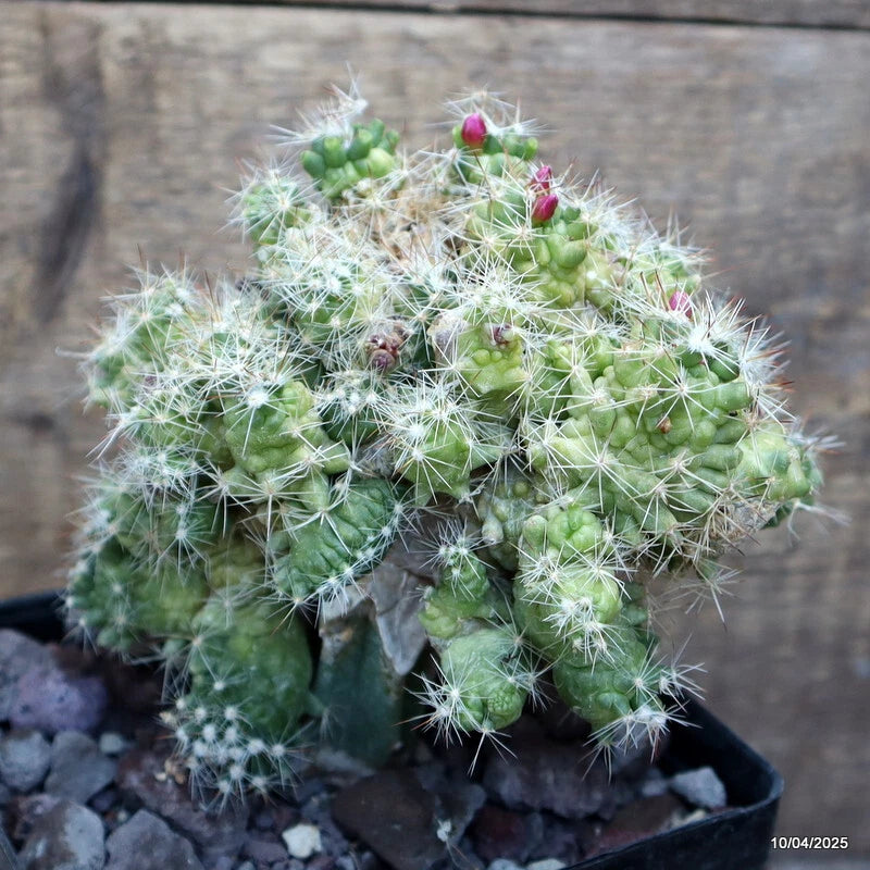 Grafted green cactus plant in pot with white spines and small pink buds