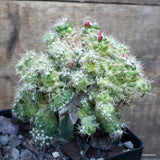 A9921 MAMMILLARIA BOCASANA MONSTER GRAFT pot12-H13-W14 cm MaMa Cactus Green Plant
