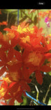 4 Red Epidendrum Rooted 10 Inches Orchids