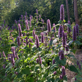 Korean Mint Seeds, Huo Xiang (Agastache rugosa) ~Herb Pollinator Garden Garden Plants