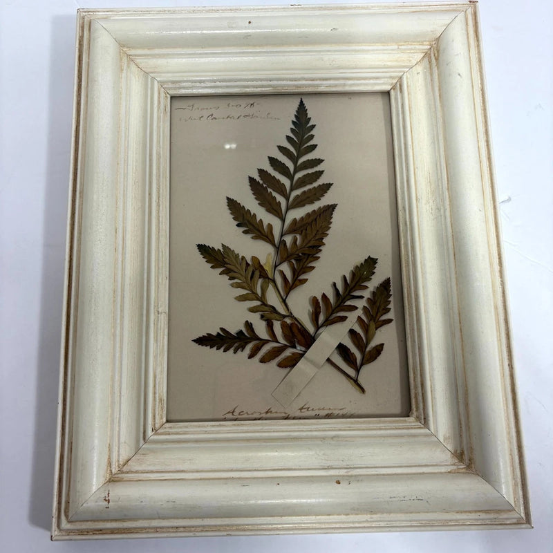 Framed botanical leaf specimen art with pressed fern in cream wood-style frame