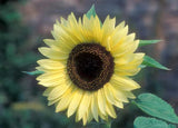 Flower Seeds:  Valentine Sunflower Seeds 50 Seeds Fresh Seed Sunflower