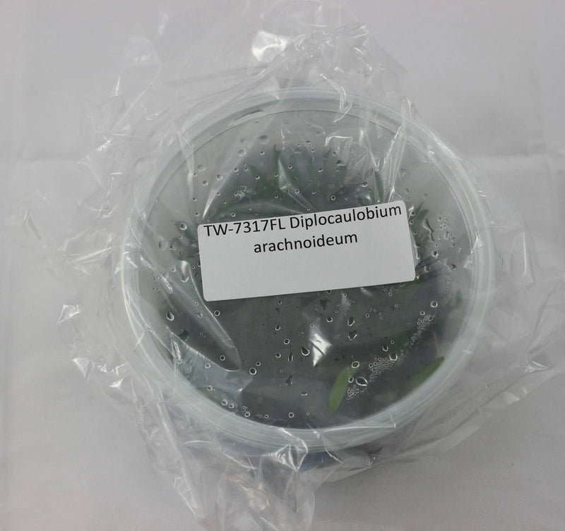 Orchid flask plant in sealed plastic bag, label visible
