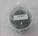 FLASK Diplocaulobium arachnoideum Orchids