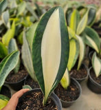 Real Picture Sansevieria Masoniana Mediopict Rare Uniqe Snake Plant Flowering Plants