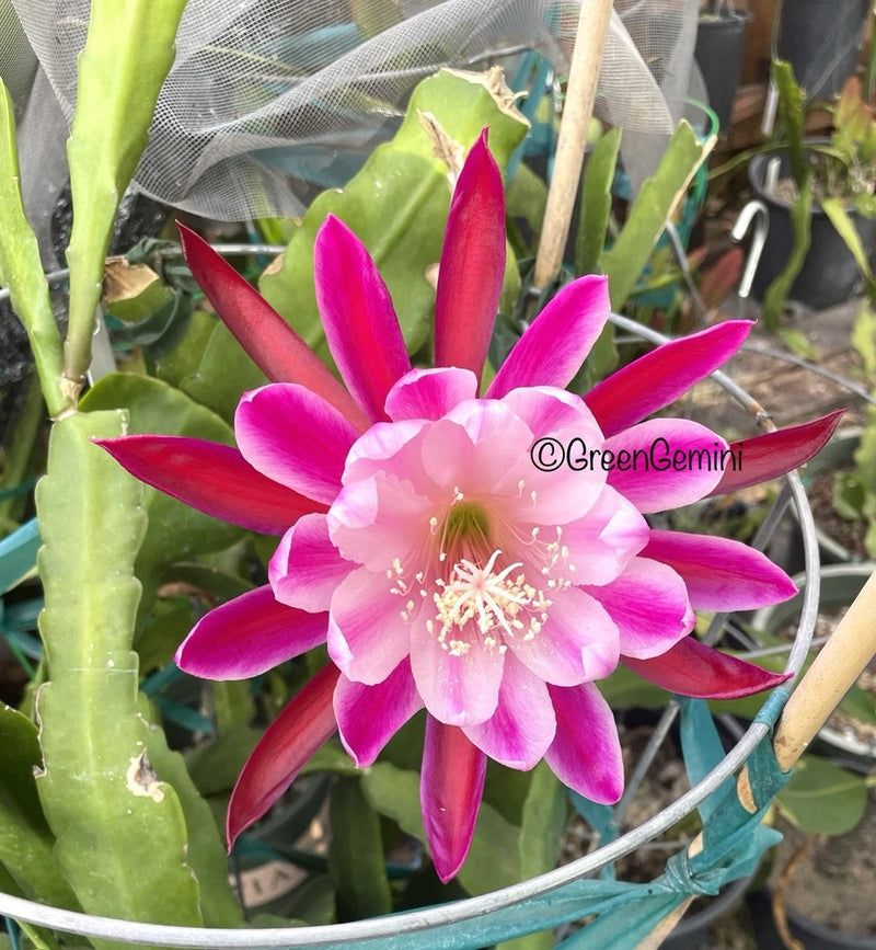 Orchid cactus with bright pink and red epiphyllum flower and green stems