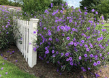 10 Cuttings Mexican Petunia Purple Flowers Organic Grown Perennial Flowering Plants