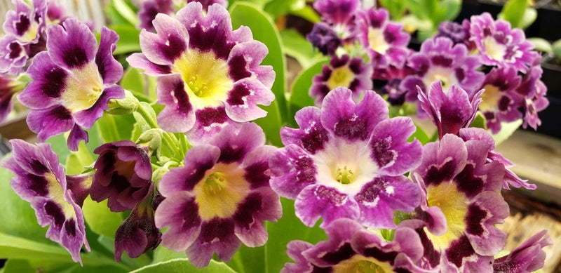 Purple primrose flowers with fringed petals and yellow centers