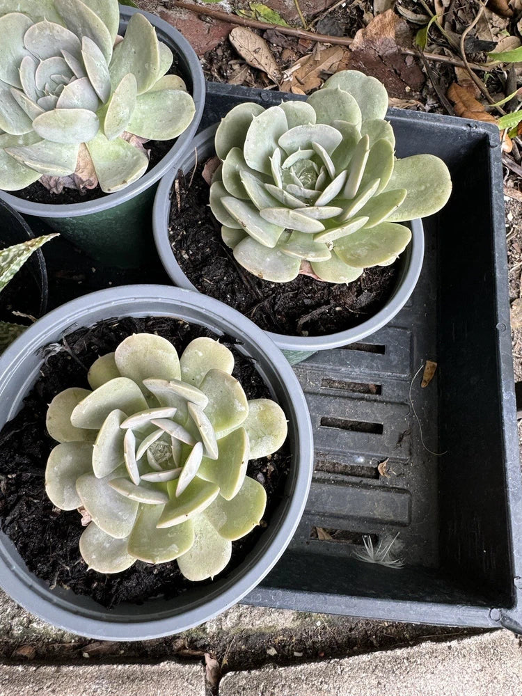 Rooted potted succulent plants in round pots, green rosette leaves