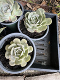 succulents live plants rooted Orchids