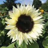Flower Seeds:  Italian White Sunflower Seeds 25 Seeds Fresh Seed Sunflower