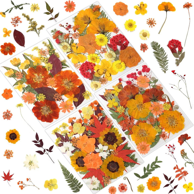 Set of dried pressed flowers: assorted yellow, orange, red blooms and leaves