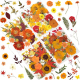 120 Pcs Dried Pressed Flowers for Crafts, Real Natural Flowers in Vibrant Yellow Dried Flower