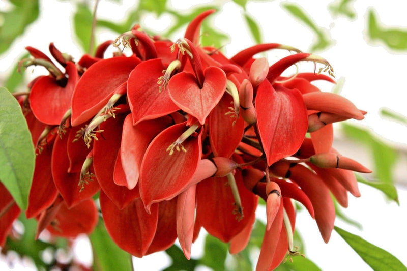 Erythrina Arborescens, rare red Sunshine Coral Tree tropical fresh seed 10 seeds Orchids