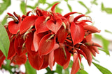 Erythrina Arborescens, rare red Sunshine Coral Tree tropical fresh seed 10 seeds Orchids