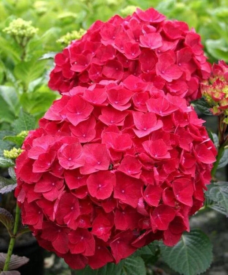 20 SEEDS for Red HYDRANGEA RARE flower exotic bush plant USA Seller 5B Hydrangea