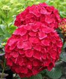 20 SEEDS for Red HYDRANGEA RARE flower exotic bush plant USA Seller 5B Hydrangea