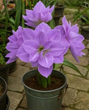 Double Imported Amaryllis Flower Bulbs for Home and Kitchen Gardening, Pack of 2 Lily