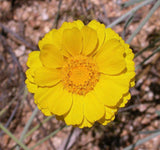 500 Yellow DESERT MARIGOLD Baileya Multiradiata Showy Drought Daisy Flower Seeds Daisies