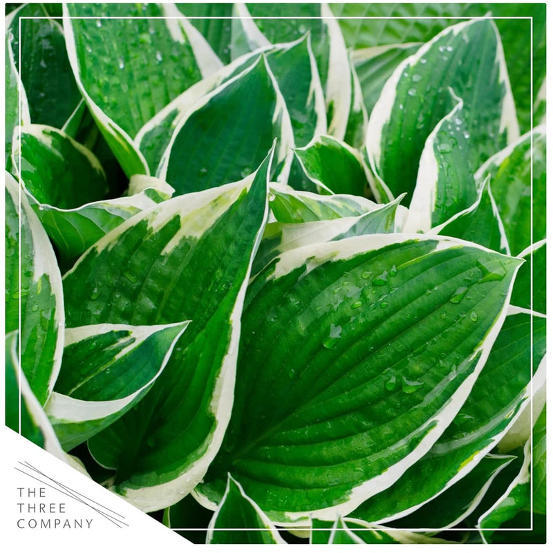 Variegated hosta leaves with green centers and white edges, close-up.