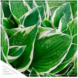 Hosta Trio - Assorted Varieties Orchids