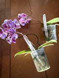 ORCHID PLANTS Mini phals Varigated w Id 2 plants has bloom Orchids