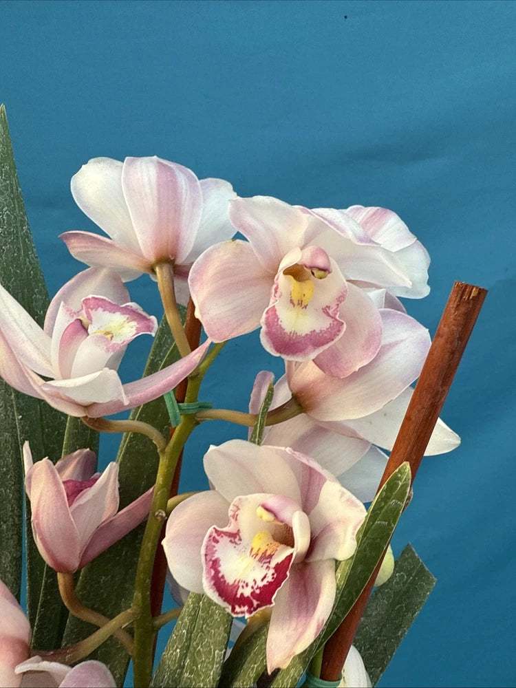 Pink-and-white orchid blossoms on green stems with leaves and supporting stake