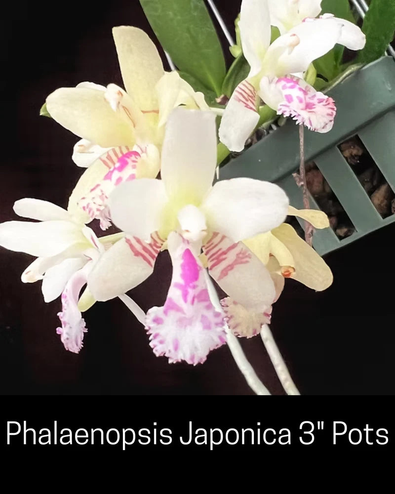 Near-blooming Phalaenopsis orchid with white petals and pink streaks in small pot