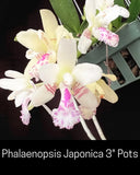 Sederia (Phalaenopsis) Japonica Orchid, 3" Pots, Near Blooming Size, Fragrant Orchids