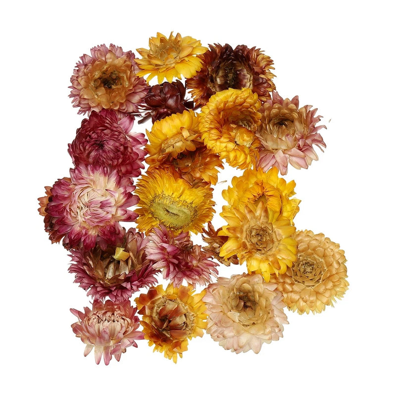 NaturalÊDriedÊFlowerÊSet,ÊDriedÊPressedÊFlowers (Chrysanthemum) Dried Flower