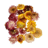NaturalÊDriedÊFlowerÊSet,ÊDriedÊPressedÊFlowers (Chrysanthemum) Dried Flower